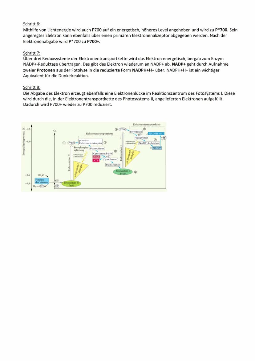 Photosynthese:
Biologie Lernzettel: Photosynthese
1. Vorbereitung Photosynthese
1.1. Blattaufbau
1.2. Stomata..
2. Definition Photosynthese.