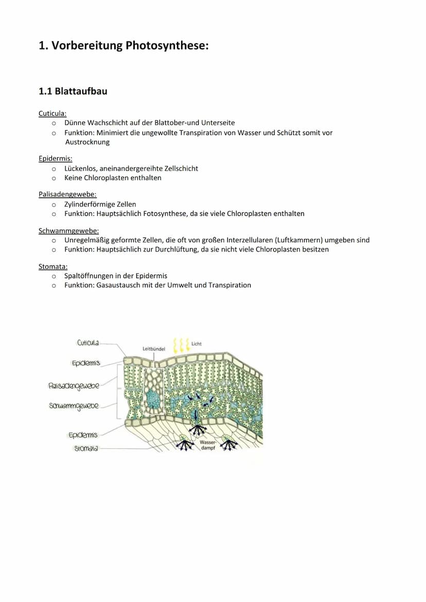 Photosynthese:
Biologie Lernzettel: Photosynthese
1. Vorbereitung Photosynthese
1.1. Blattaufbau
1.2. Stomata..
2. Definition Photosynthese.