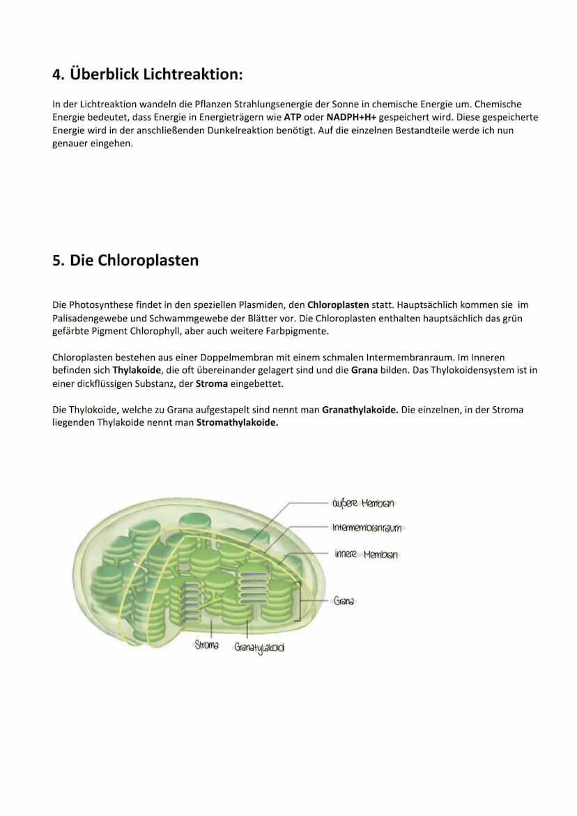 Photosynthese:
Biologie Lernzettel: Photosynthese
1. Vorbereitung Photosynthese
1.1. Blattaufbau
1.2. Stomata..
2. Definition Photosynthese.