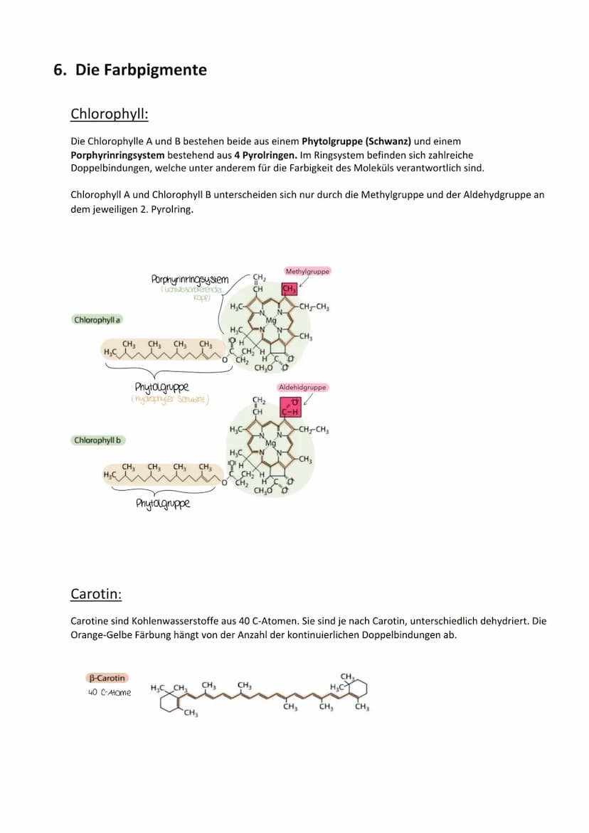 Photosynthese:
Biologie Lernzettel: Photosynthese
1. Vorbereitung Photosynthese
1.1. Blattaufbau
1.2. Stomata..
2. Definition Photosynthese.