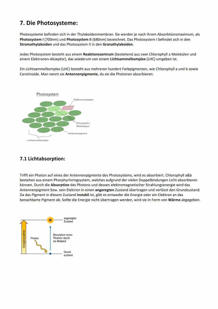 Photosynthese:
Biologie Lernzettel: Photosynthese
1. Vorbereitung Photosynthese
1.1. Blattaufbau
1.2. Stomata..
2. Definition Photosynthese.