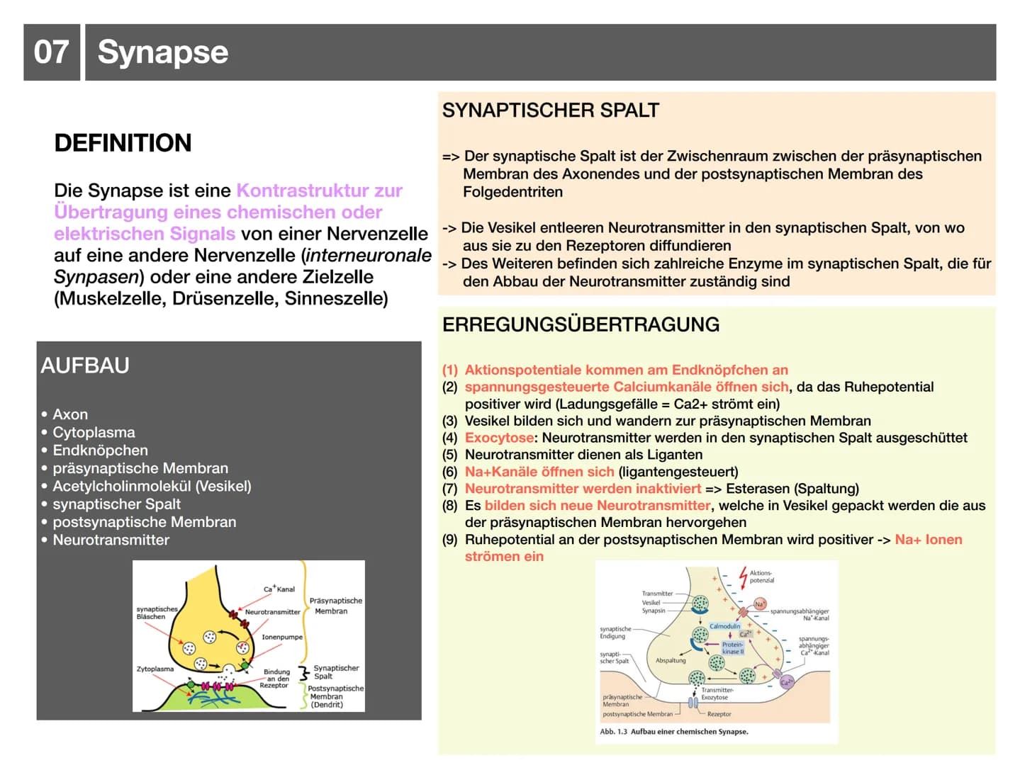 Biologie J2.1
000
00. 00
-
ooo
Neurophysiologie
-klausurzusammenfassung -
WARRE
oooooo ●
●
●
●
●
●
Synapse
• Wirkung von Synpasengiften
Summ