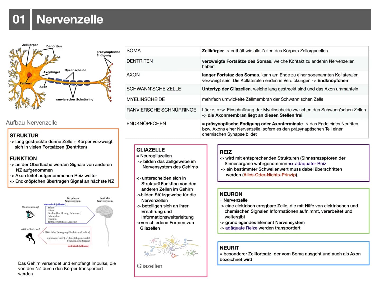 Biologie J2.1
000
00. 00
-
ooo
Neurophysiologie
-klausurzusammenfassung -
WARRE
oooooo ●
●
●
●
●
●
Synapse
• Wirkung von Synpasengiften
Summ