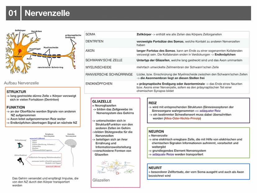 Biologie J2.1
000
00. 00
-
ooo
Neurophysiologie
-klausurzusammenfassung -
WARRE
oooooo ●
●
●
●
●
●
Synapse
• Wirkung von Synpasengiften
Summ