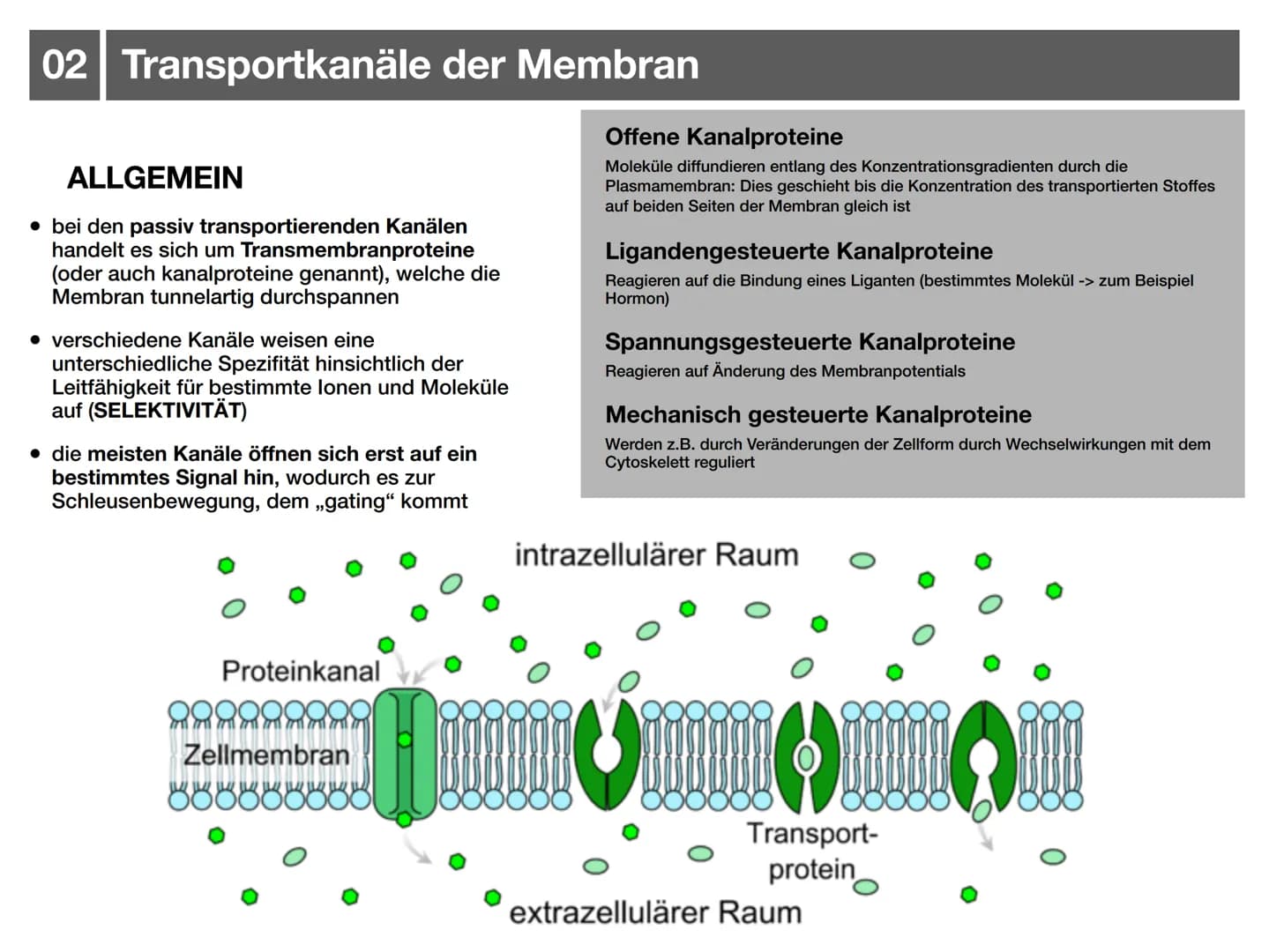 Biologie J2.1
000
00. 00
-
ooo
Neurophysiologie
-klausurzusammenfassung -
WARRE
oooooo ●
●
●
●
●
●
Synapse
• Wirkung von Synpasengiften
Summ