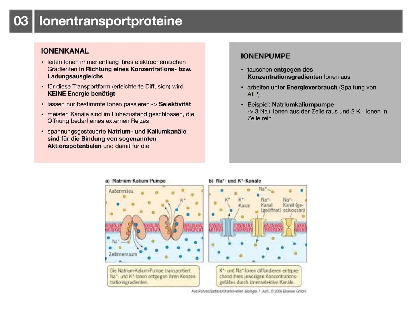 Biologie J2.1
000
00. 00
-
ooo
Neurophysiologie
-klausurzusammenfassung -
WARRE
oooooo ●
●
●
●
●
●
Synapse
• Wirkung von Synpasengiften
Summ