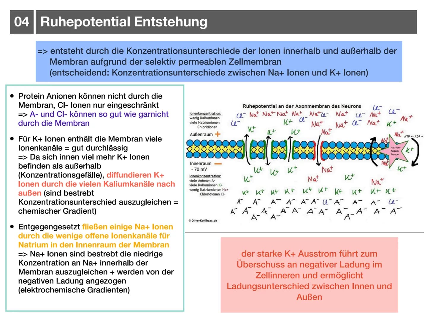 Biologie J2.1
000
00. 00
-
ooo
Neurophysiologie
-klausurzusammenfassung -
WARRE
oooooo ●
●
●
●
●
●
Synapse
• Wirkung von Synpasengiften
Summ