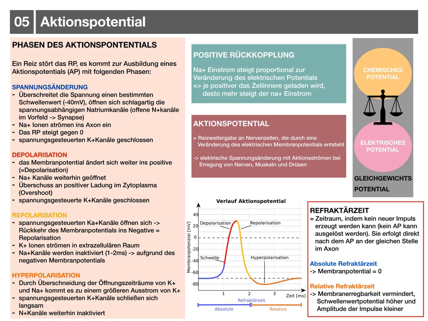 Biologie J2.1
000
00. 00
-
ooo
Neurophysiologie
-klausurzusammenfassung -
WARRE
oooooo ●
●
●
●
●
●
Synapse
• Wirkung von Synpasengiften
Summ