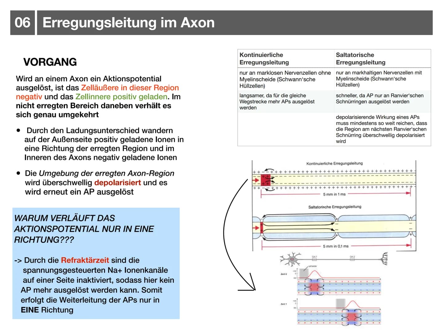 Biologie J2.1
000
00. 00
-
ooo
Neurophysiologie
-klausurzusammenfassung -
WARRE
oooooo ●
●
●
●
●
●
Synapse
• Wirkung von Synpasengiften
Summ