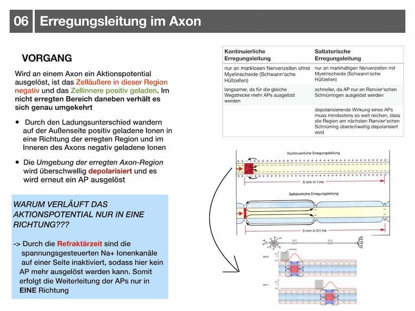 Biologie J2.1
000
00. 00
-
ooo
Neurophysiologie
-klausurzusammenfassung -
WARRE
oooooo ●
●
●
●
●
●
Synapse
• Wirkung von Synpasengiften
Summ