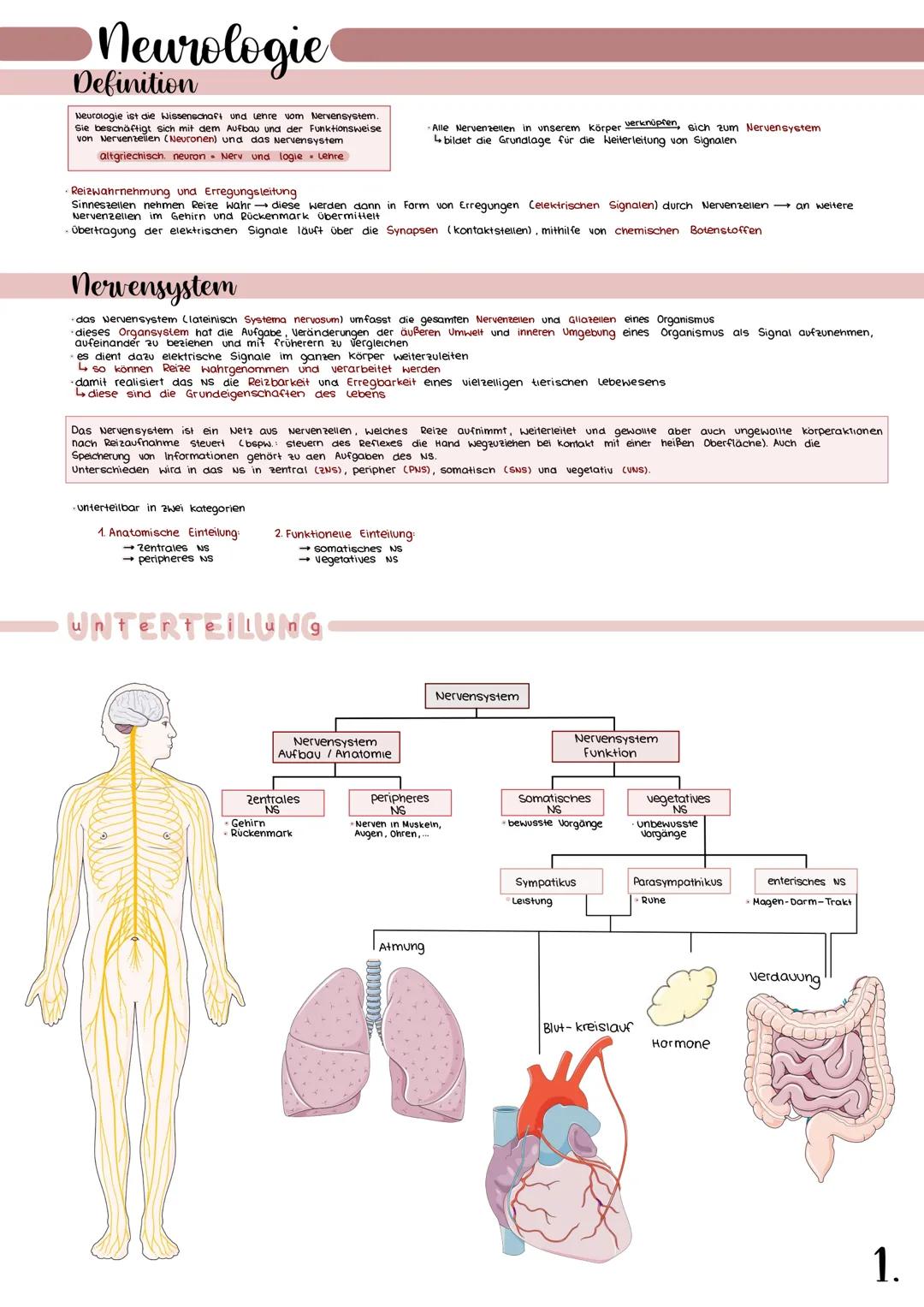 Neurologie Neuron