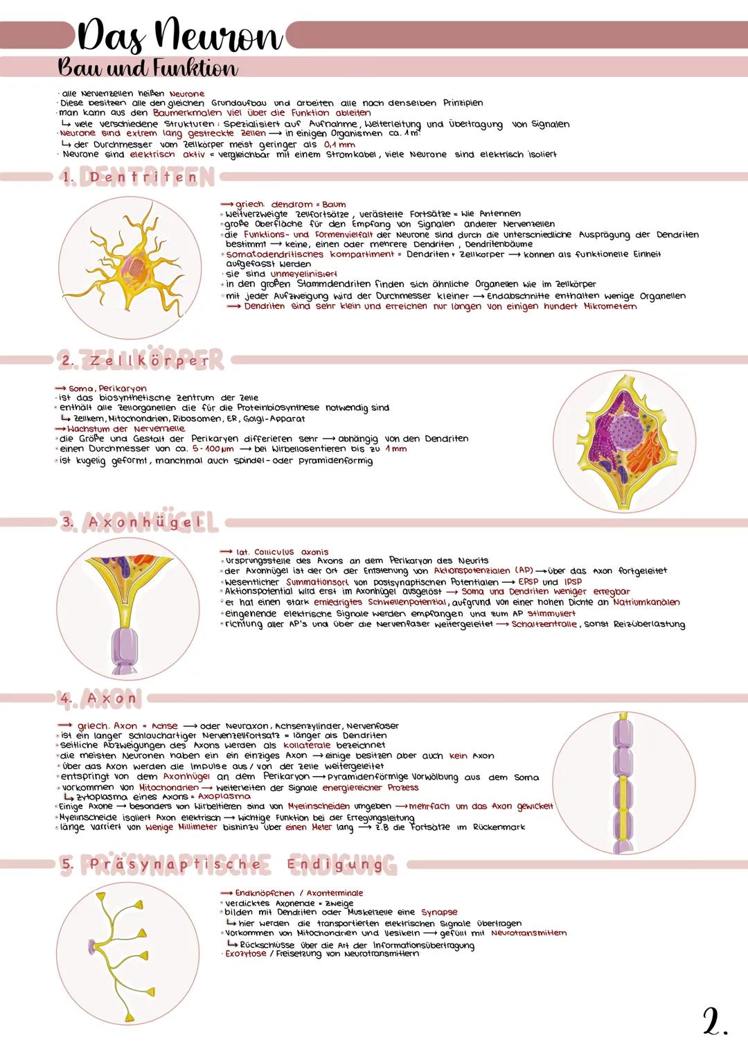 # Neurologie
Definition
Neurologie ist die Wissenschaft und enre vom Nervensystem.
Sie beschäftigt sich mit dem Aufbau und der Funktionsweis