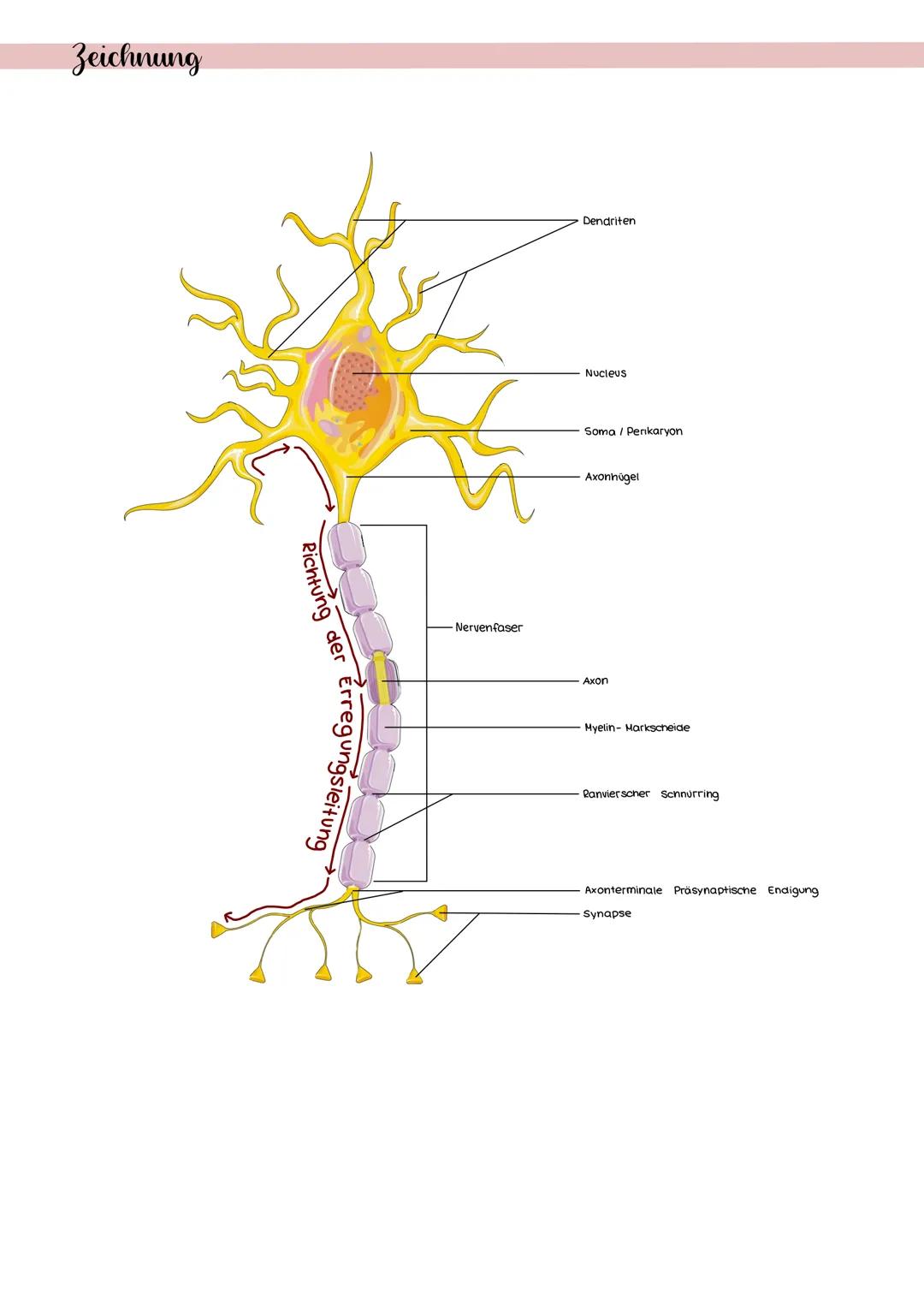 # Neurologie
Definition
Neurologie ist die Wissenschaft und enre vom Nervensystem.
Sie beschäftigt sich mit dem Aufbau und der Funktionsweis
