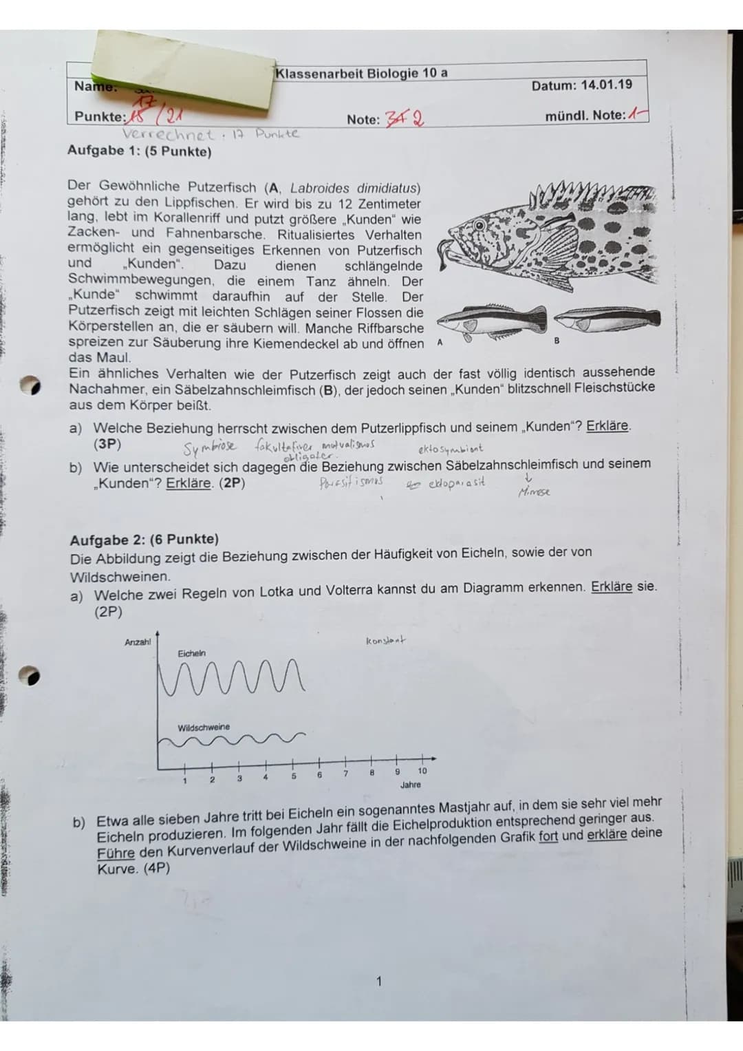 CIGANORIAI
Name:
Punkte:
Verrechnet: 17 Punkte
Aufgabe 1: (5 Punkte)
Der Gewöhnliche Putzerfisch (A, Labroides dimidiatus)
gehört zu den Lip