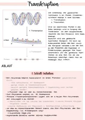 Know Transkription (Proteinbiosynthese) | Genetik thumbnail
