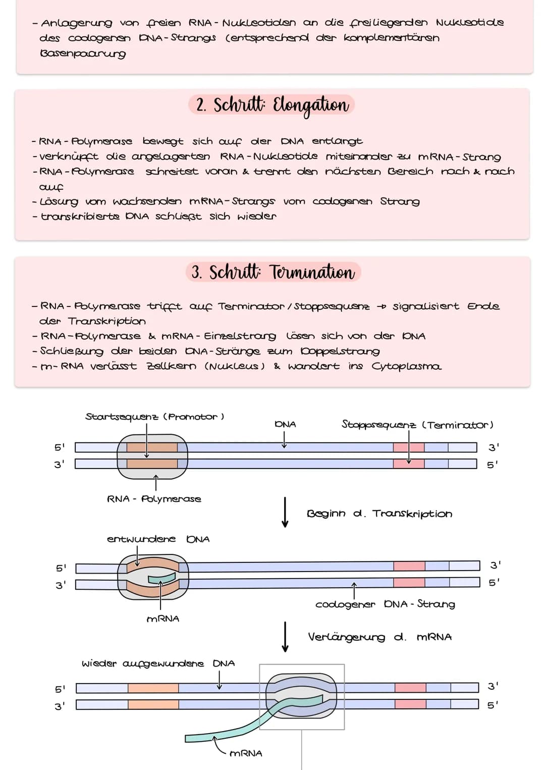 DNA
mRNA
Protein
NN
Transkription
5'
Collalloml
ABLAUF
1. Transkription
3'
2 Translation
Val
Gun
Die Umsetzung der genetischen
Information i