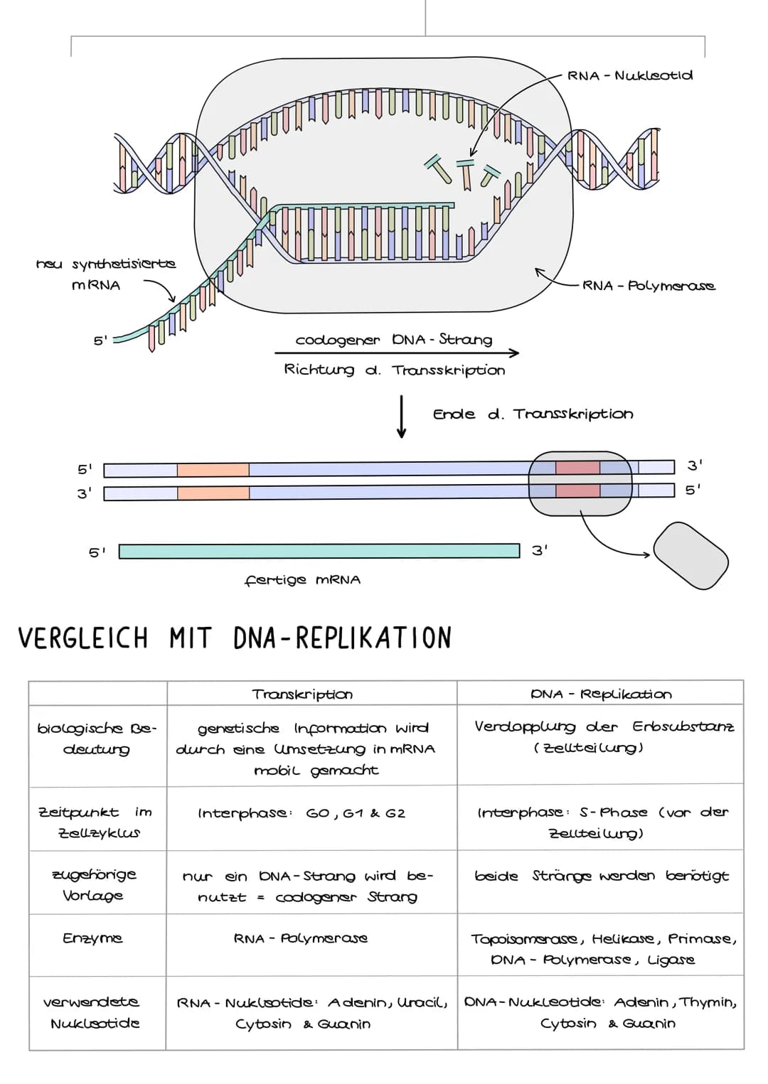 DNA
mRNA
Protein
NN
Transkription
5'
Collalloml
ABLAUF
1. Transkription
3'
2 Translation
Val
Gun
Die Umsetzung der genetischen
Information i