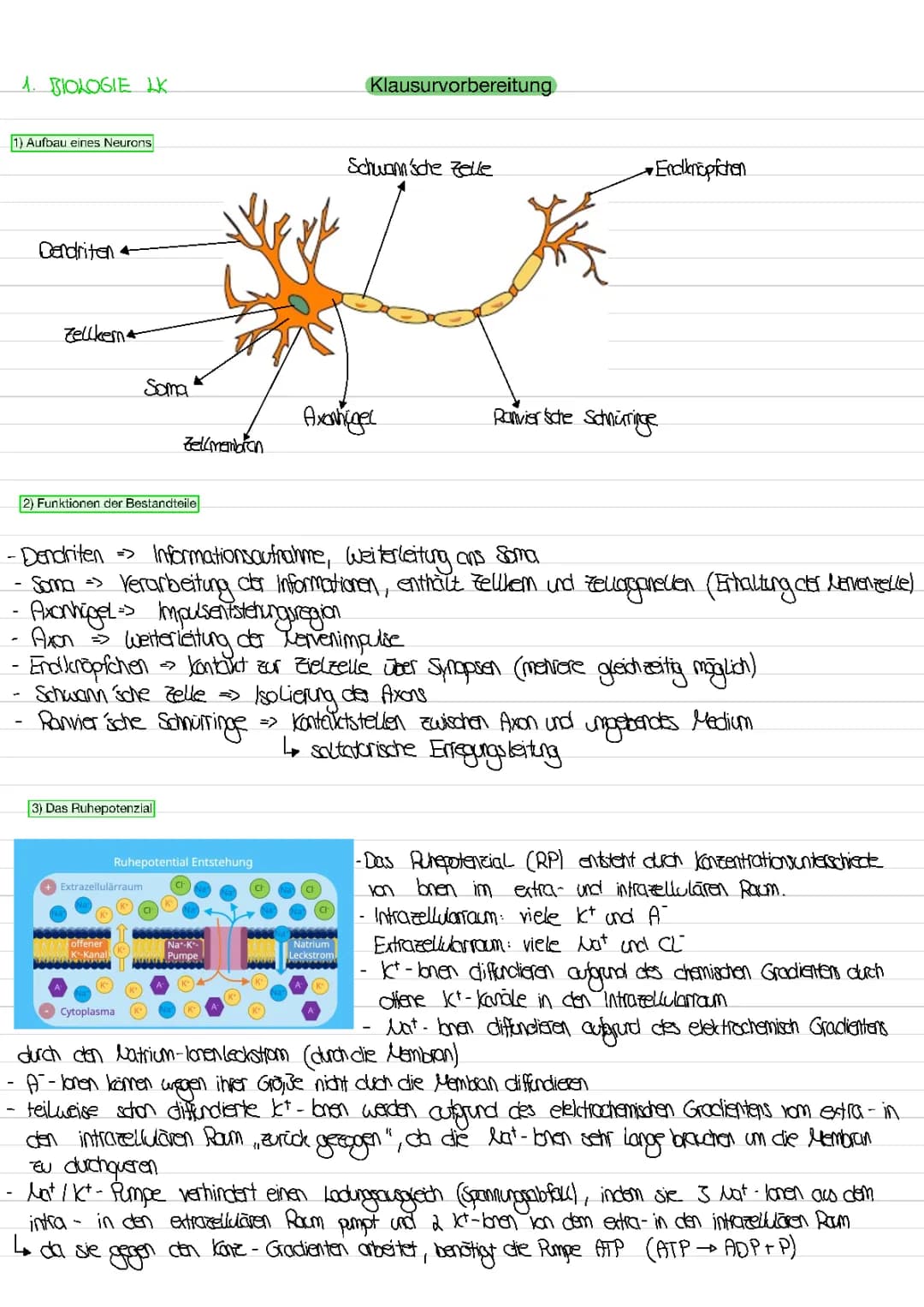 Neurophysiologie