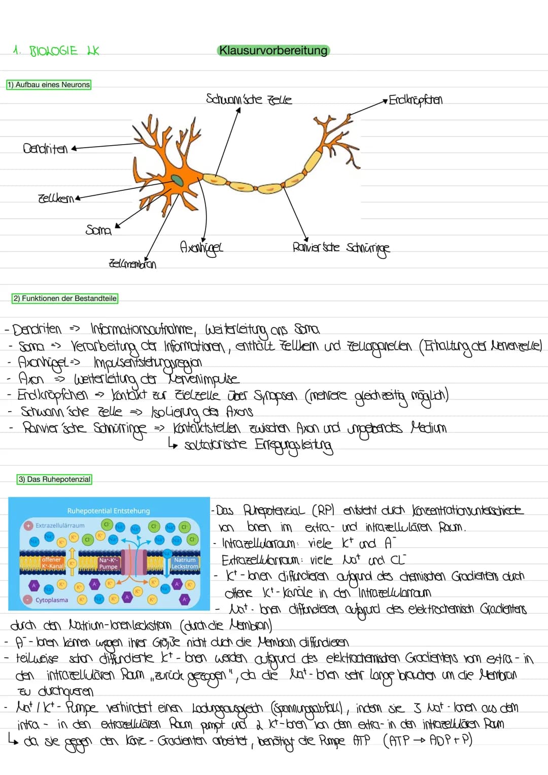 1. BIOLOGIE K
1) Aufbau eines Neurons
-
Dendriten
Zellkern
2) Funktionen der Bestandteile
Soma
3) Das Ruhepotenzial
Extrazellulärraum
offene