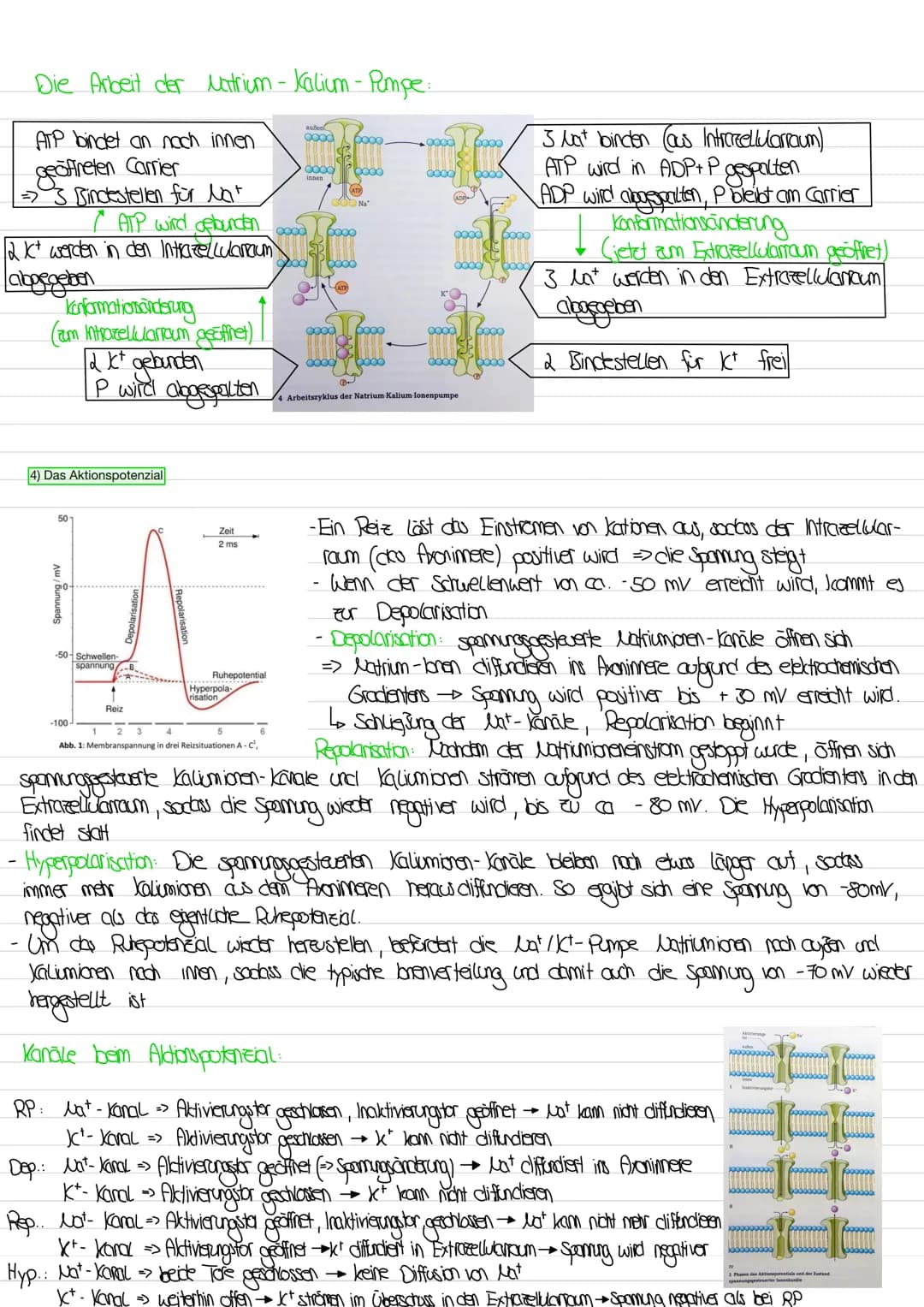 1. BIOLOGIE K
1) Aufbau eines Neurons
-
Dendriten
Zellkern
2) Funktionen der Bestandteile
Soma
3) Das Ruhepotenzial
Extrazellulärraum
offene