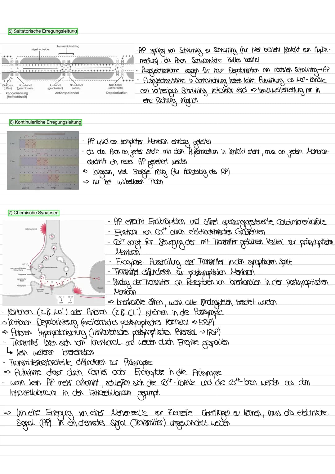 1. BIOLOGIE K
1) Aufbau eines Neurons
-
Dendriten
Zellkern
2) Funktionen der Bestandteile
Soma
3) Das Ruhepotenzial
Extrazellulärraum
offene