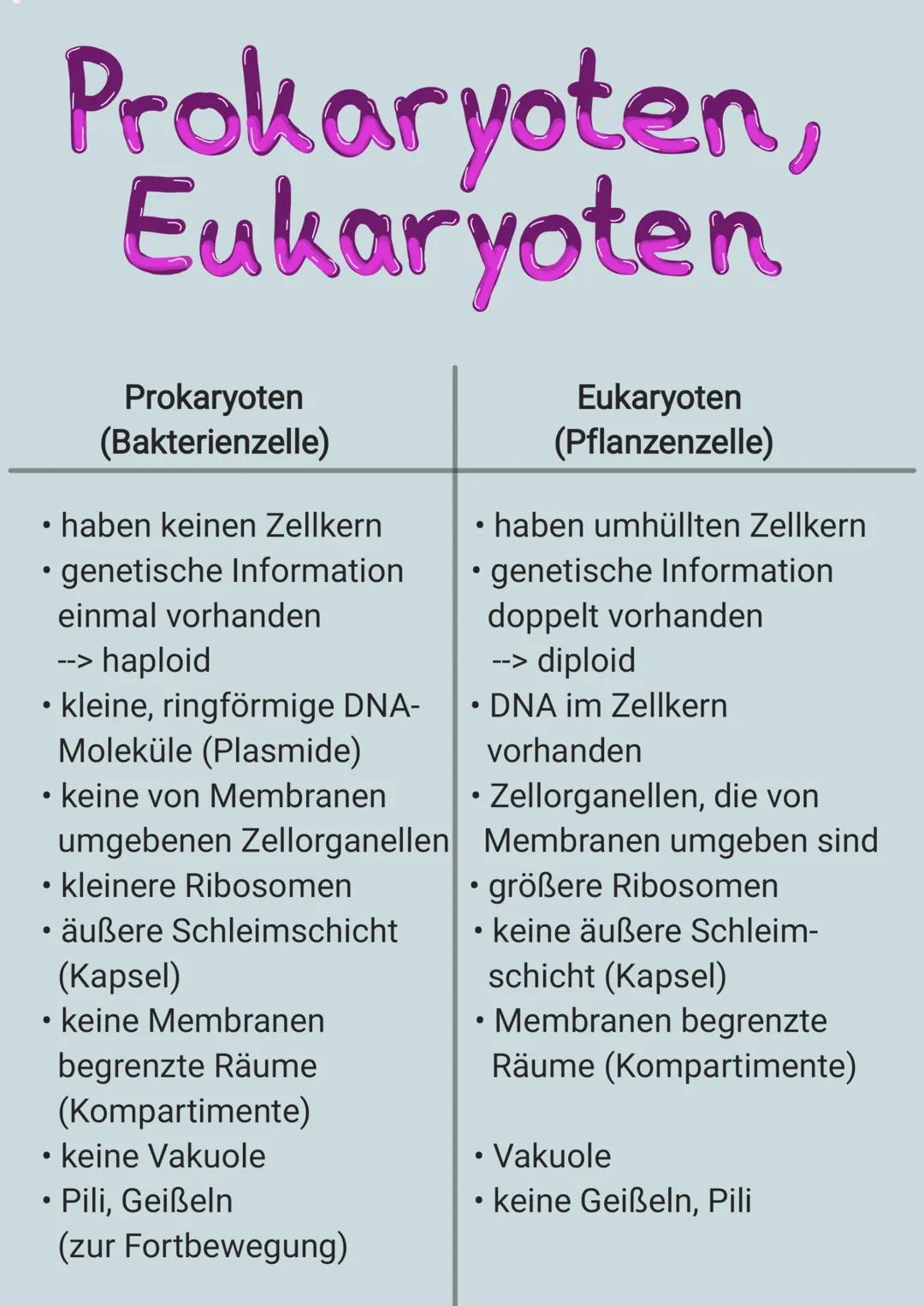 Prokaryoten, Eukaryoten 