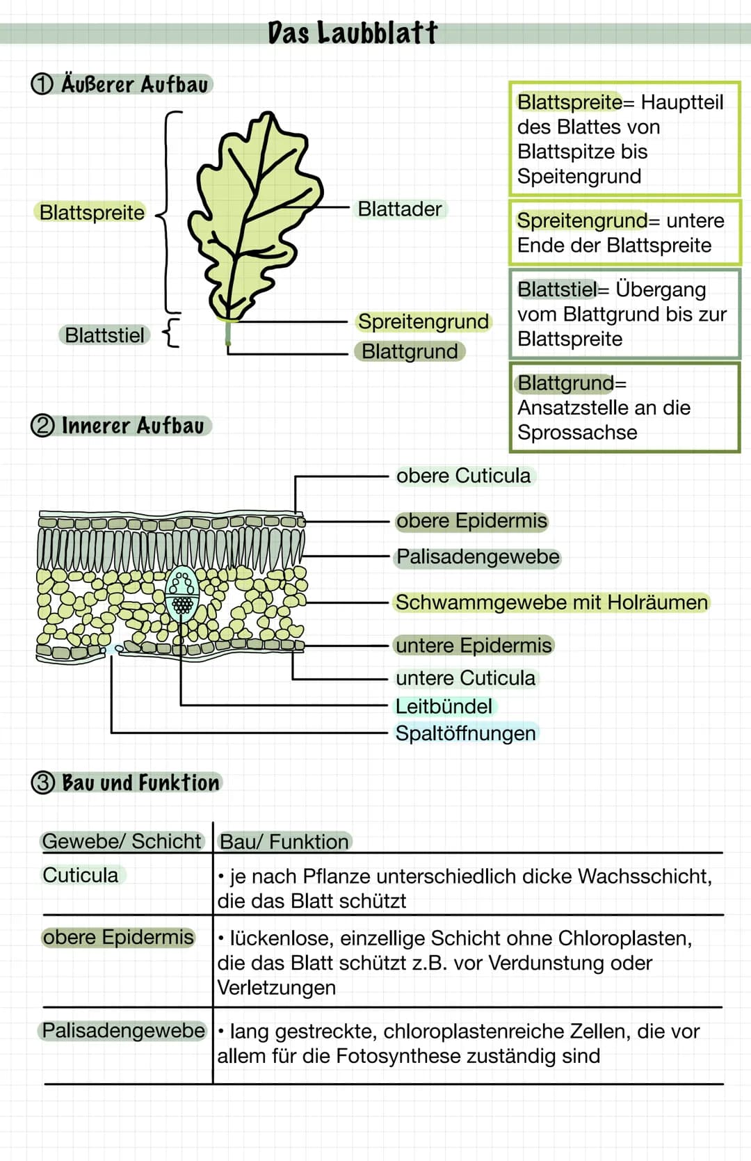 Äußerer Aufbau
Blattspreite
Blattstiel
2 Innerer Aufbau
3 Bau und Funktion
Gewebe/ Schicht Bau/ Funktion
Cuticula
obere Epidermis
Das Laubbl