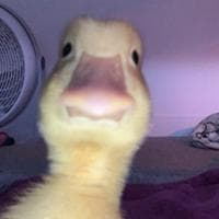 user profile picture