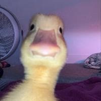 user profile picture
