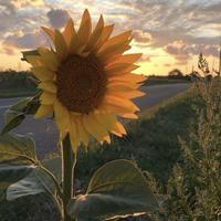 user profile picture