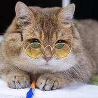 user profile picture