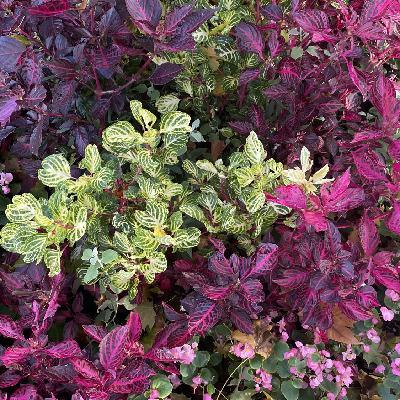 user profile picture