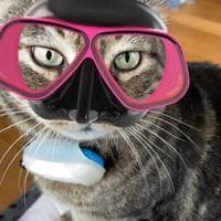 user profile picture