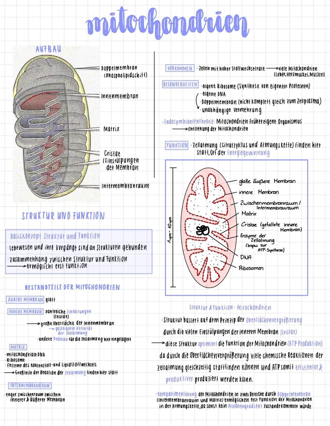 Dissimilation-  Zellatmung und Gärung Lernzettel