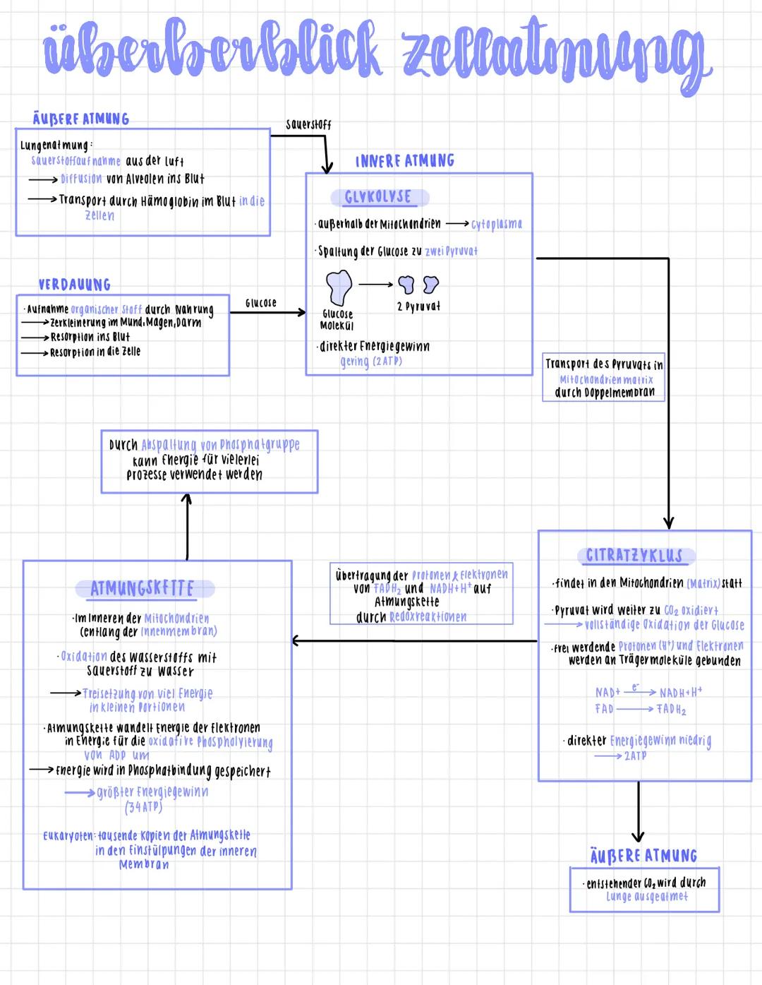 AUFBAU
mitochondrien
Doppelmembran
(phospholipidschift).
MATRIX
mitochondriale DNA
Innenmembran
Matrix
INTERMEMBRANRAUM
∙enger zwischenraum