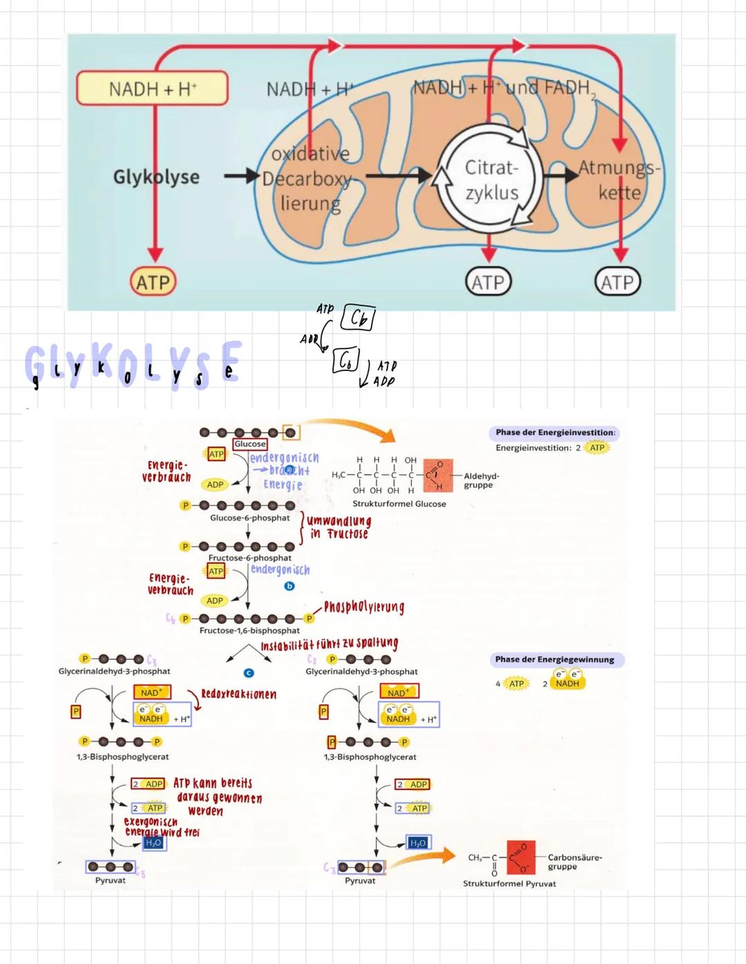 AUFBAU
mitochondrien
Doppelmembran
(phospholipidschift).
MATRIX
mitochondriale DNA
Innenmembran
Matrix
INTERMEMBRANRAUM
∙enger zwischenraum