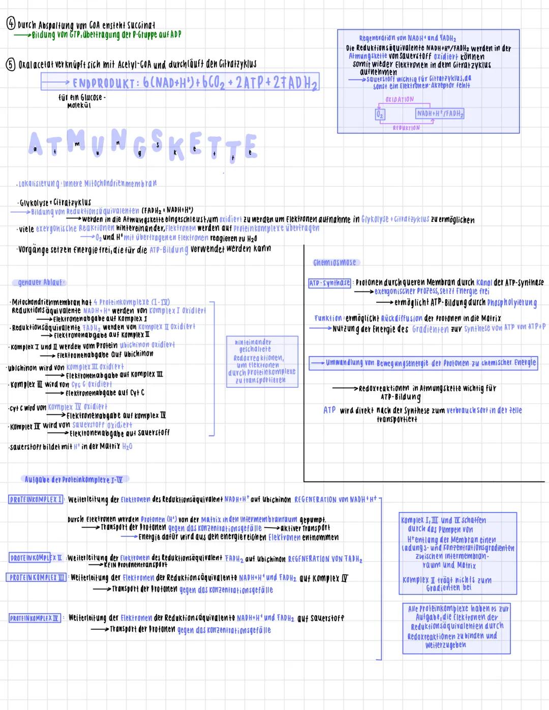 AUFBAU
mitochondrien
Doppelmembran
(phospholipidschift).
MATRIX
mitochondriale DNA
Innenmembran
Matrix
INTERMEMBRANRAUM
∙enger zwischenraum