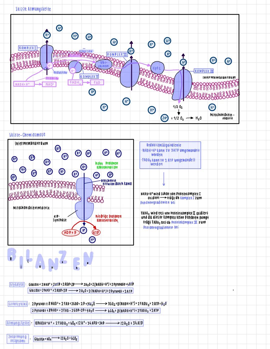 AUFBAU
mitochondrien
Doppelmembran
(phospholipidschift).
MATRIX
mitochondriale DNA
Innenmembran
Matrix
INTERMEMBRANRAUM
∙enger zwischenraum
