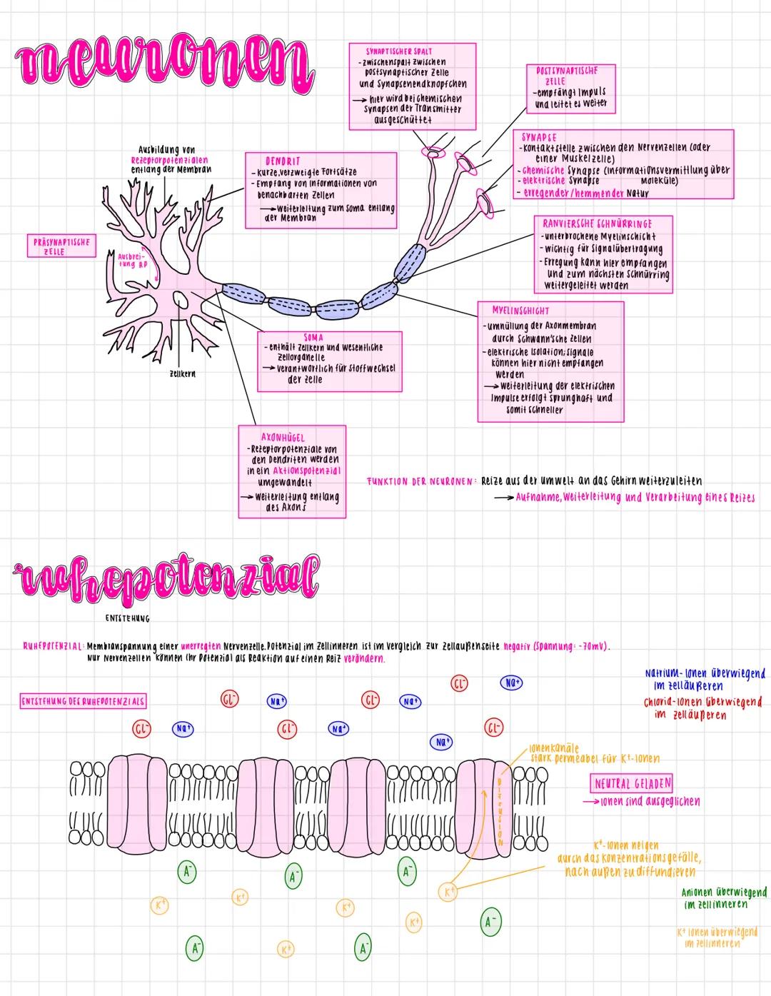 # neuronen
Ausbildung von
Rezeptorpotenzialen
entlang der Membran
PRASYNAPTISCHE
PELLE
Ausbrei-
tang AP
Zelikern
DENDRIT
SYNAPTISCHER