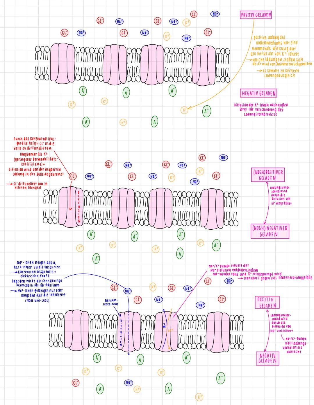 # neuronen
Ausbildung von
Rezeptorpotenzialen
entlang der Membran
PRASYNAPTISCHE
PELLE
Ausbrei-
tang AP
Zelikern
DENDRIT
SYNAPTISCHER