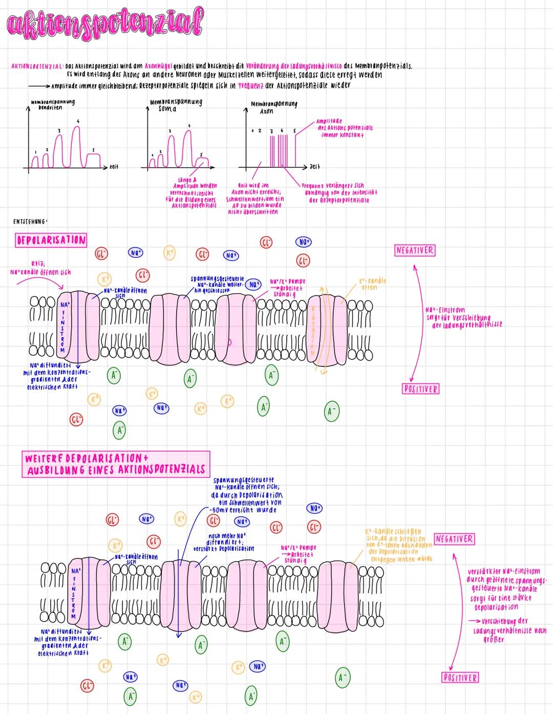 # neuronen
Ausbildung von
Rezeptorpotenzialen
entlang der Membran
PRASYNAPTISCHE
PELLE
Ausbrei-
tang AP
Zelikern
DENDRIT
SYNAPTISCHER