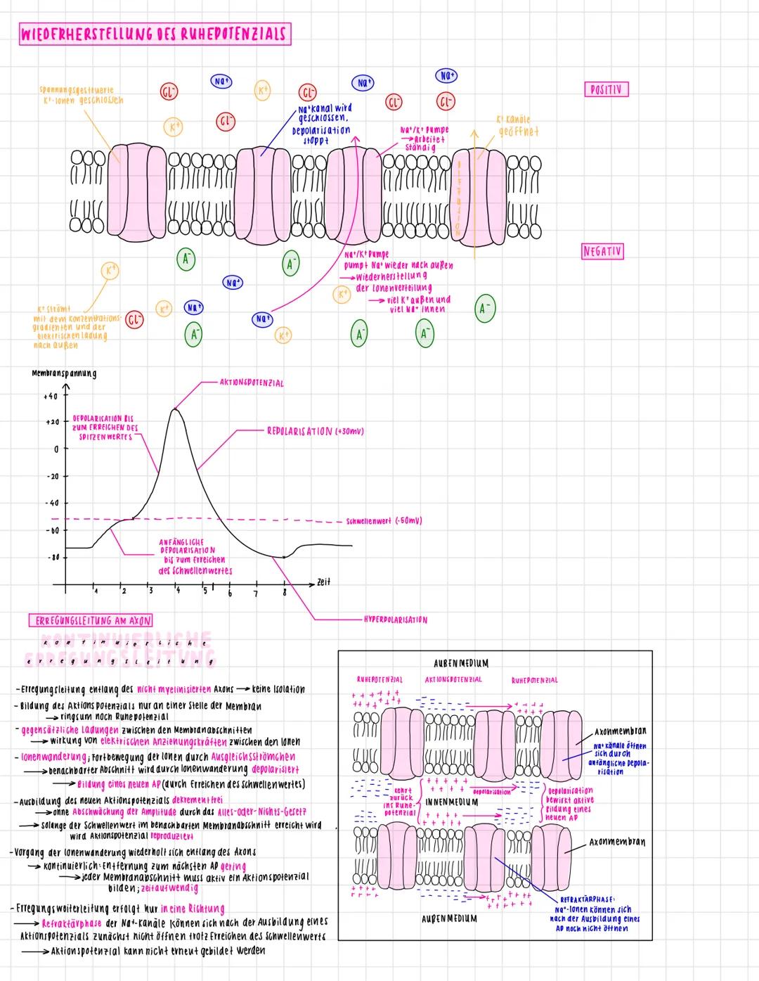 # neuronen
Ausbildung von
Rezeptorpotenzialen
entlang der Membran
PRASYNAPTISCHE
PELLE
Ausbrei-
tang AP
Zelikern
DENDRIT
SYNAPTISCHER