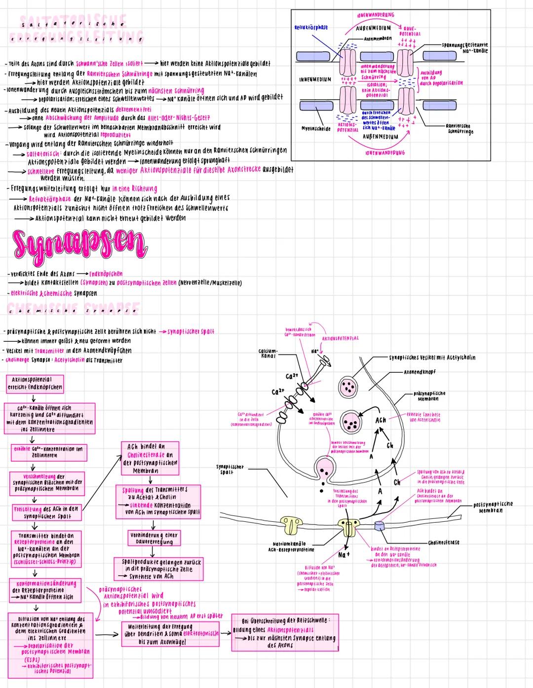 # neuronen
Ausbildung von
Rezeptorpotenzialen
entlang der Membran
PRASYNAPTISCHE
PELLE
Ausbrei-
tang AP
Zelikern
DENDRIT
SYNAPTISCHER