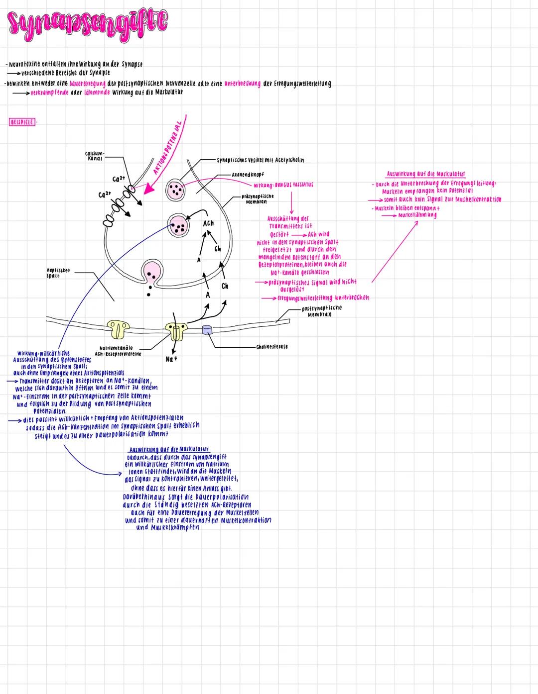 # neuronen
Ausbildung von
Rezeptorpotenzialen
entlang der Membran
PRASYNAPTISCHE
PELLE
Ausbrei-
tang AP
Zelikern
DENDRIT
SYNAPTISCHER