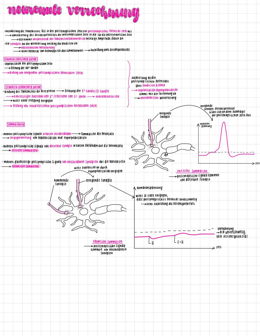 # neuronen
Ausbildung von
Rezeptorpotenzialen
entlang der Membran
PRASYNAPTISCHE
PELLE
Ausbrei-
tang AP
Zelikern
DENDRIT
SYNAPTISCHER