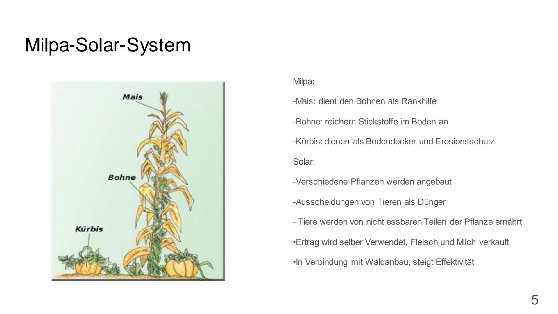 Landwirtschaft in den
Tropen
Chenyan und Finja
1 Inhaltsverzeichnis
• Tropen
Subsistenzwirtschaft
• Milpa Solar System
Monokulturen
Plantage