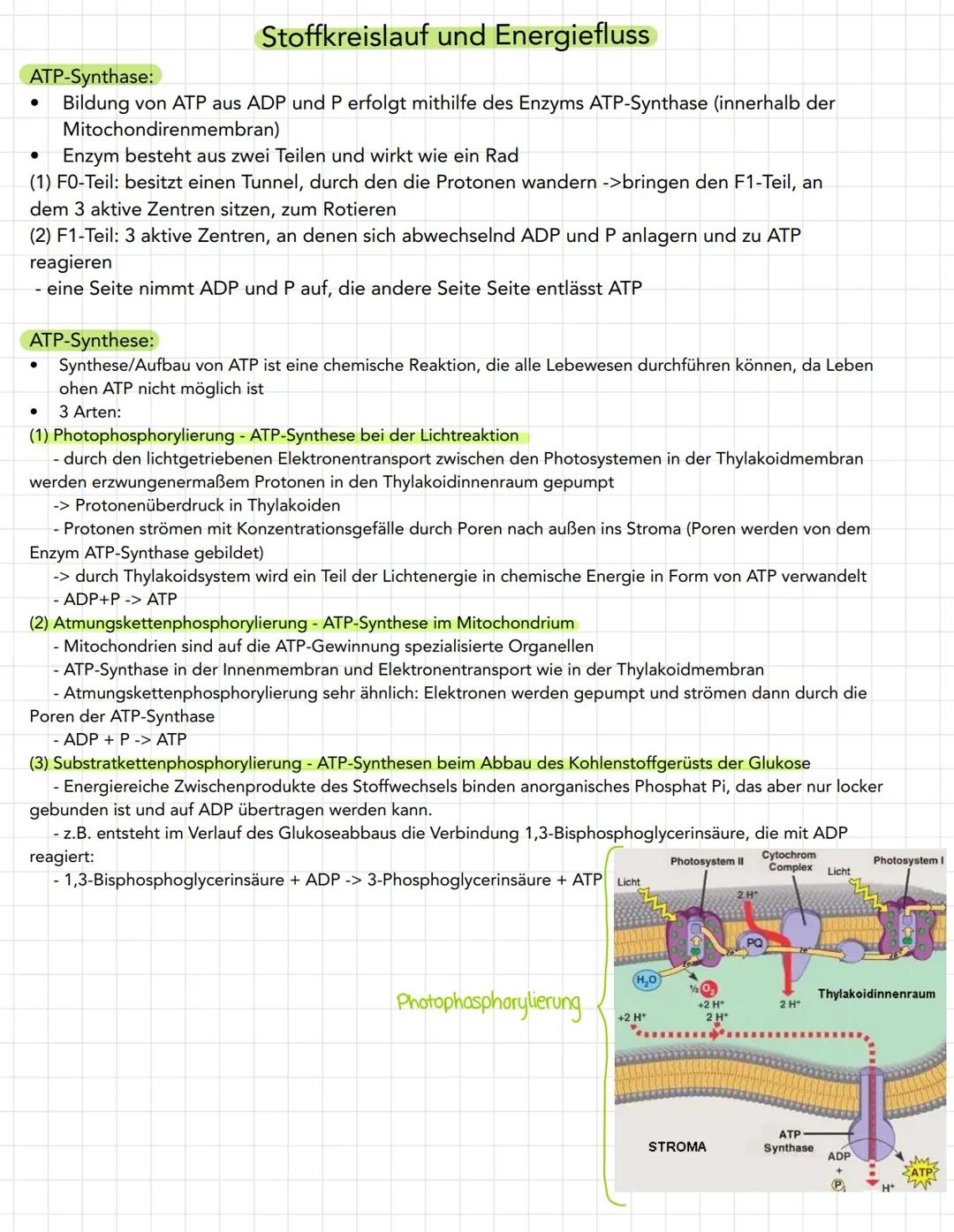 ATP - Synthase und ATP - Synthese
