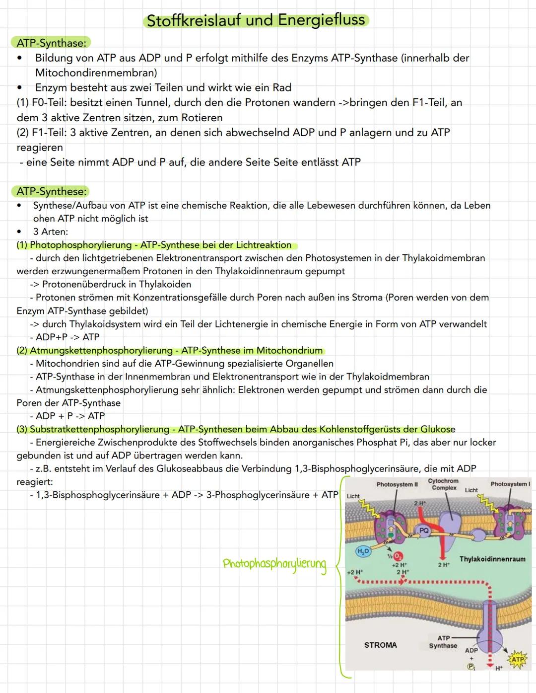 Stoffkreislauf und Energiefluss
ATP-Synthase:
Bildung von ATP aus ADP und P erfolgt mithilfe des Enzyms ATP-Synthase (innerhalb der
Mitochon