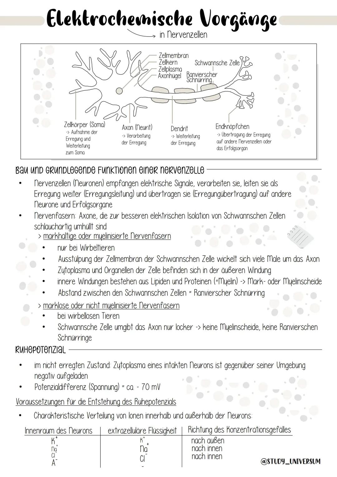 Elektrochemische Vorgänge in Nervenzellen