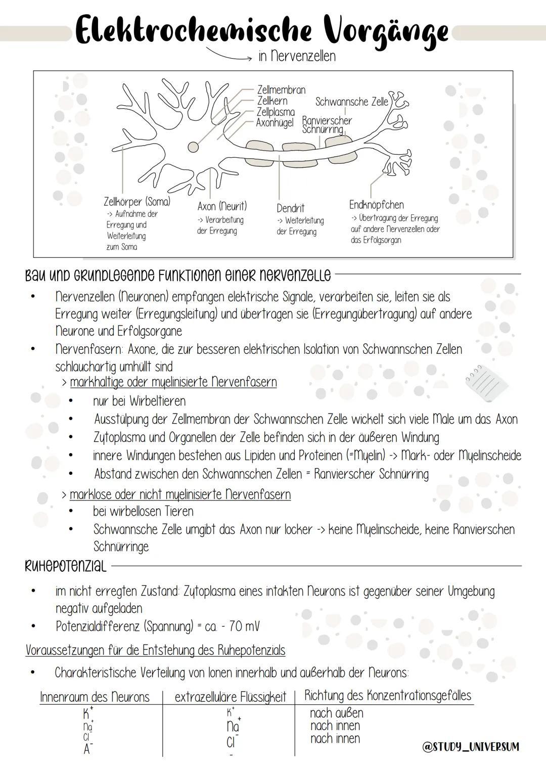Elektrochemische Vorgänge
Jelle
Zellkörper (Soma)
-> Aufnahme der
Erregung und
Weiterleitung
zum Soma
Axon (neurit)
→> Verarbeitung
der Erre